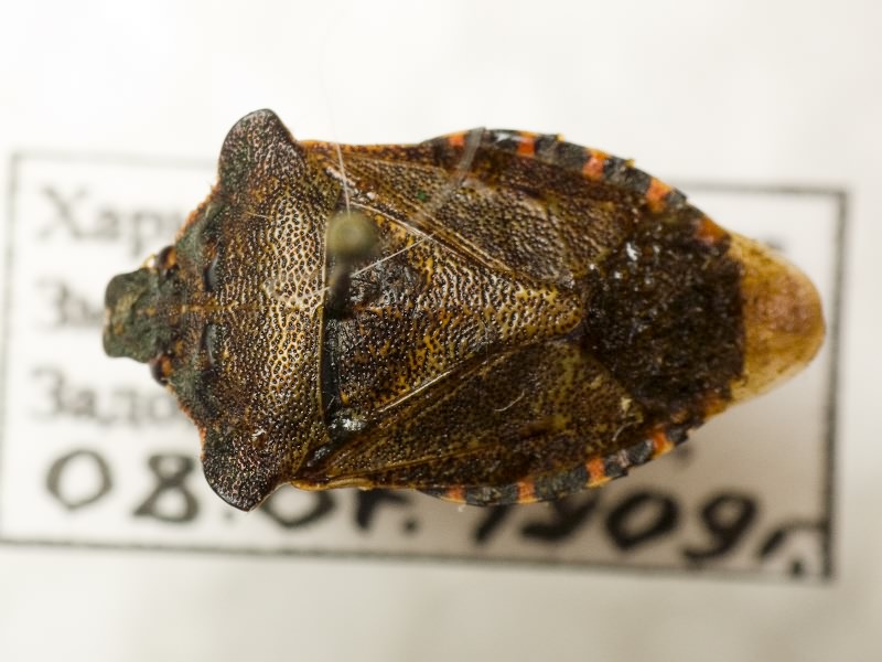 Troilus luridus (Fabricius, 1775)